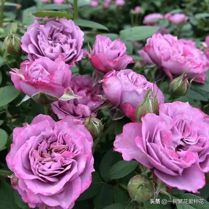 蓝紫青龙月季优缺点,天狼蓝紫月季