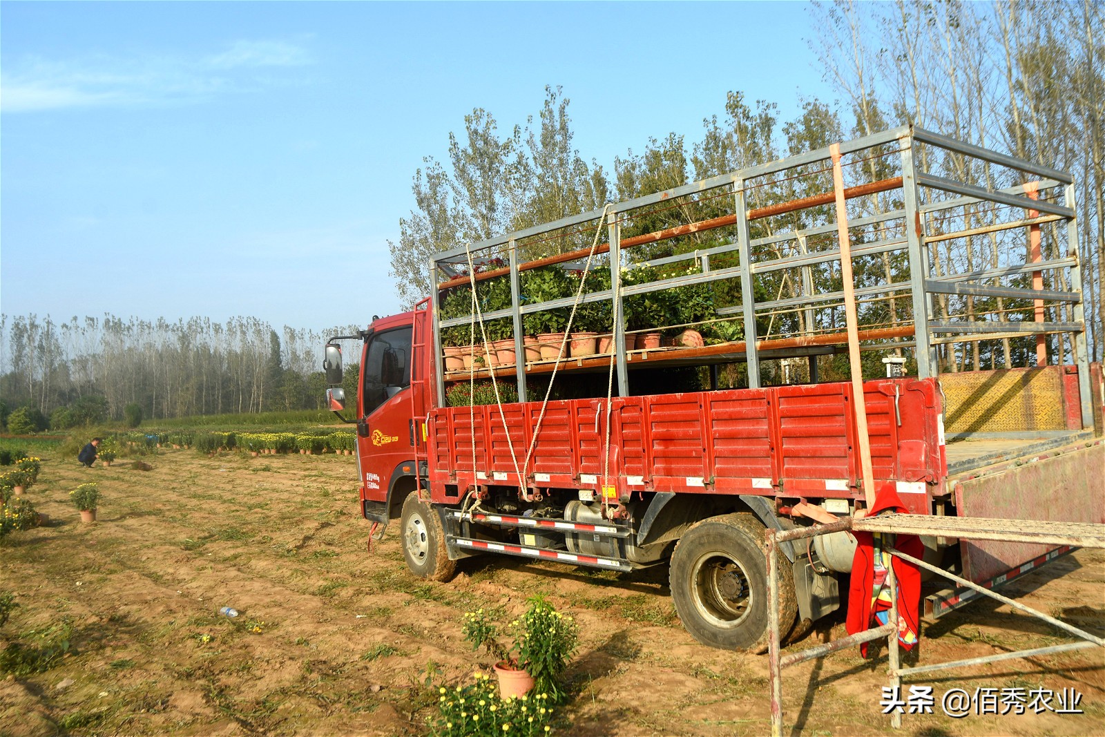 金秋十月菊花鲜,金秋十月菊花怎么样