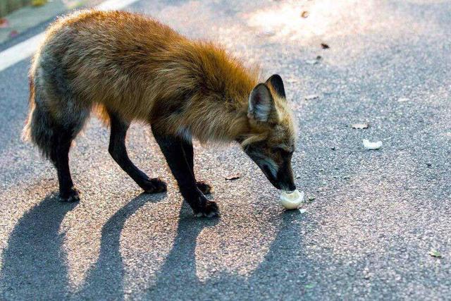 当没有了游客：威尼斯河水变清澈，武汉大学“网红”狐狸下山觅食