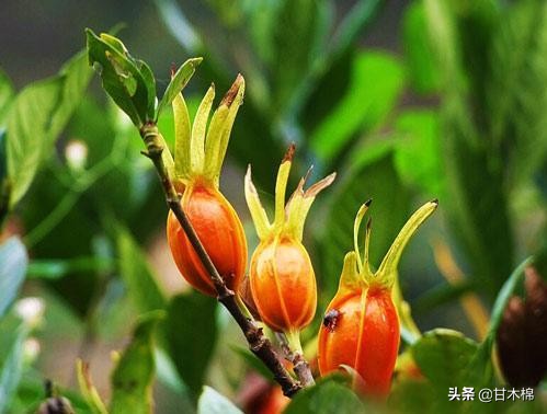 童年野果子,儿时的野果子总让人回味无穷