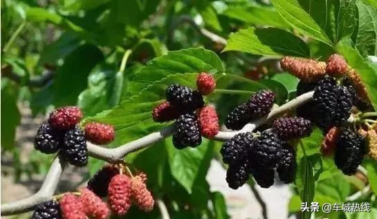 十堰市坐公交车最新要求,今天十堰公交202出行情况