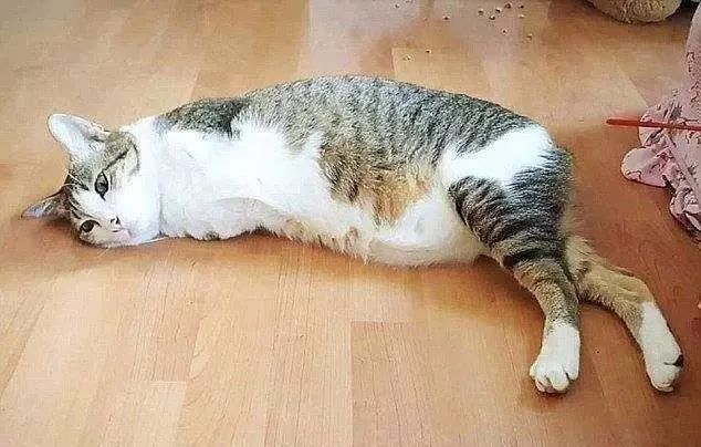 狗中暑怎么办狗狗中暑急救指南,猫咪中暑的症状和急救措施视频