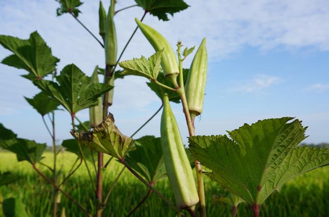 秋葵诗句经典名句,秋葵古诗