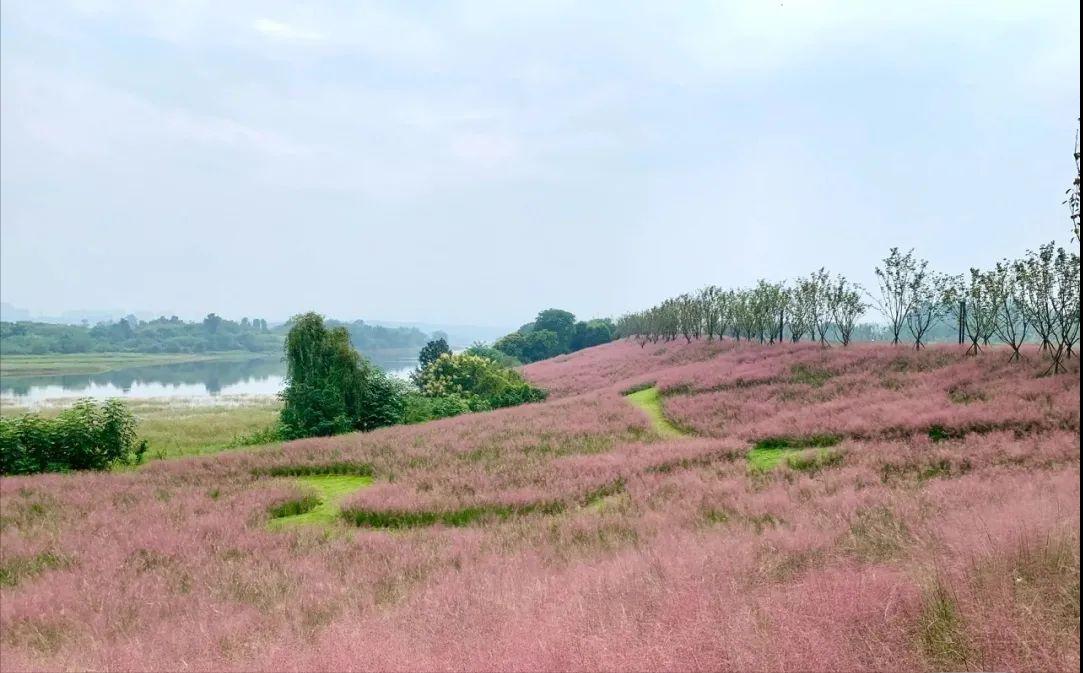 粉黛乱子草红了！成都周边这6个地方，不收门票这周就能去