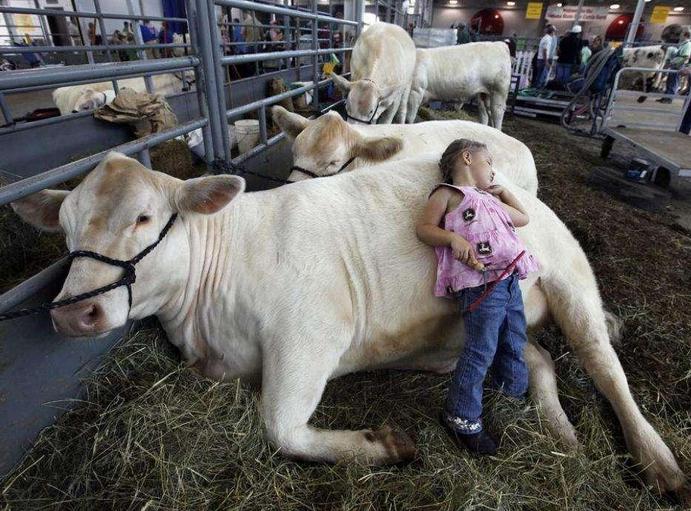 母牛产后瘫痪的最佳治疗方法,母牛产后瘫痪如何处理