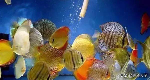 观赏鱼生病的症状及治疗方法,观赏鱼生病了可以用呋喃西林吗