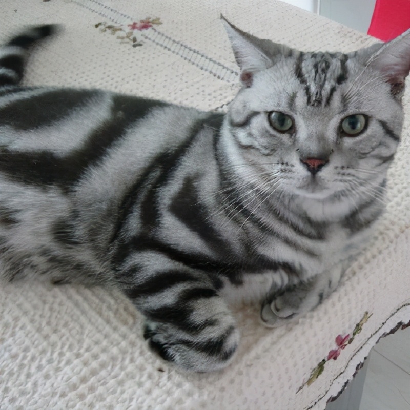 适合男生养的帅气的猫,最适合男生养的宠物猫品种