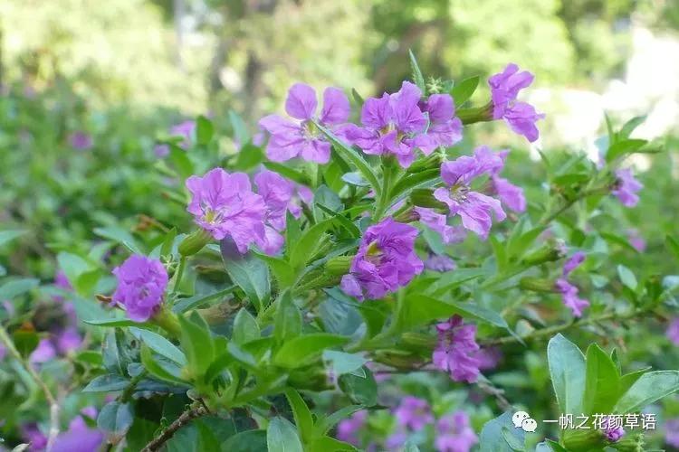 细叶萼距花耐寒吗,细叶萼距花喜光喜阴