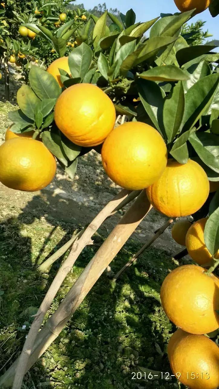 贡柑柑橘,柑橘沃柑和脐橙的区别