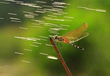 什么是文章结构图,什么是特写文章