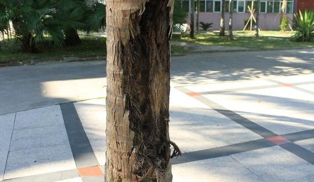 养兰花的植料树皮如何处理,养兰花浇点柳枝水