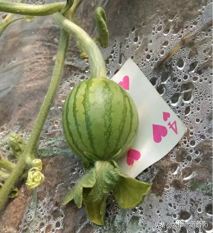 西瓜栽培技术有哪些,西瓜栽培技术全面的文字解释