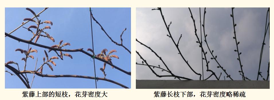 长穗紫藤花的养殖方法,紫藤花日常养护知识点