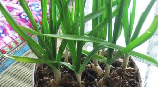 冬天养花用营养液吗,冬天养花养哪些植物好