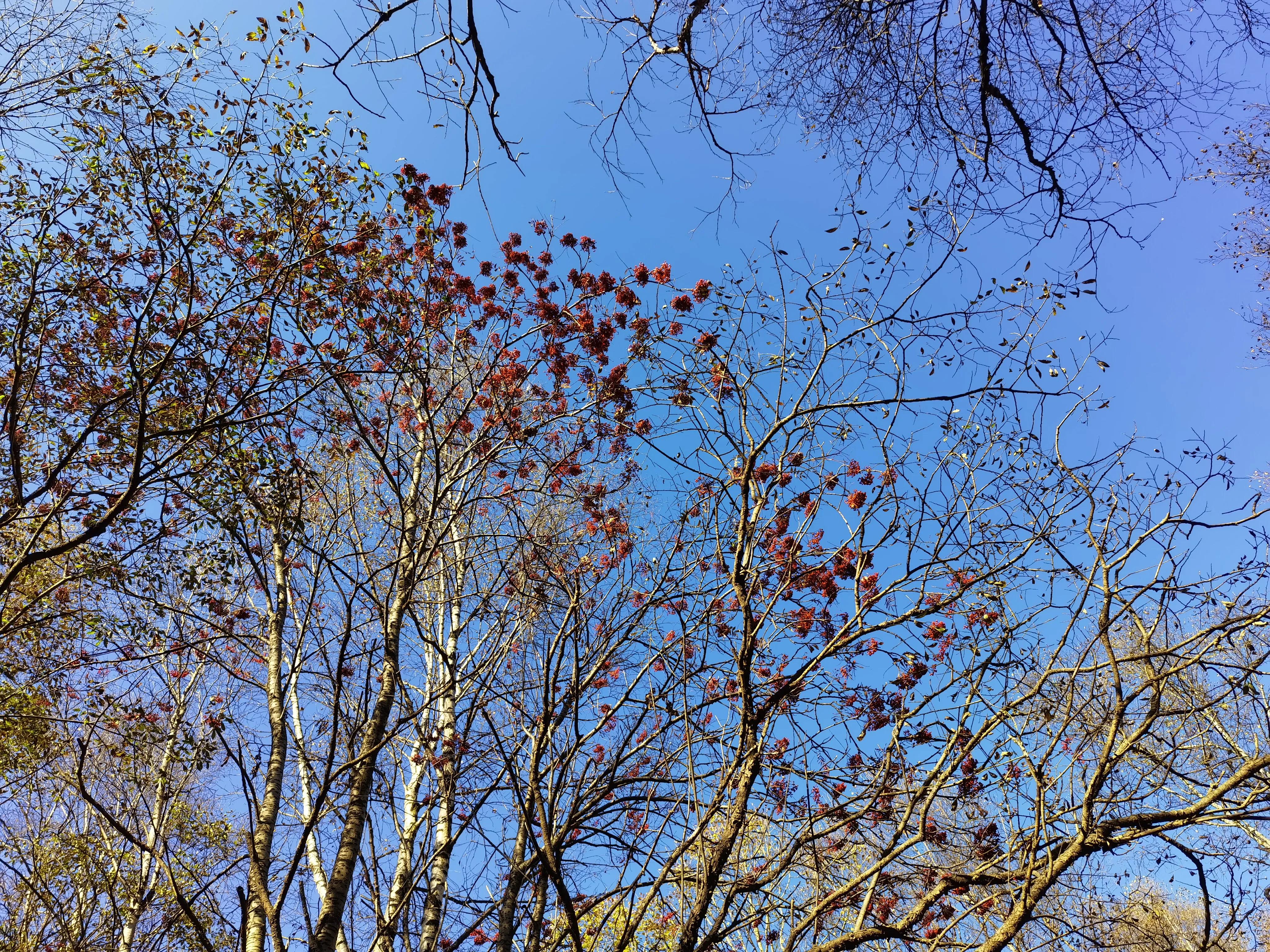 都知夏日驼梁美，秋季呢？阜平花塔村进山带您领略最美的秋日驼梁