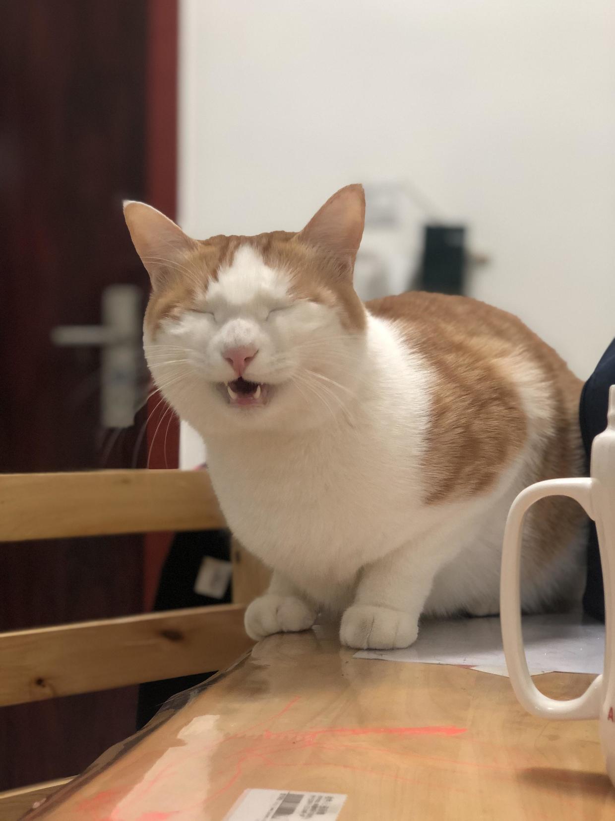 训练猫咪的100种方法,训练猫咪的基本方法和注意事项