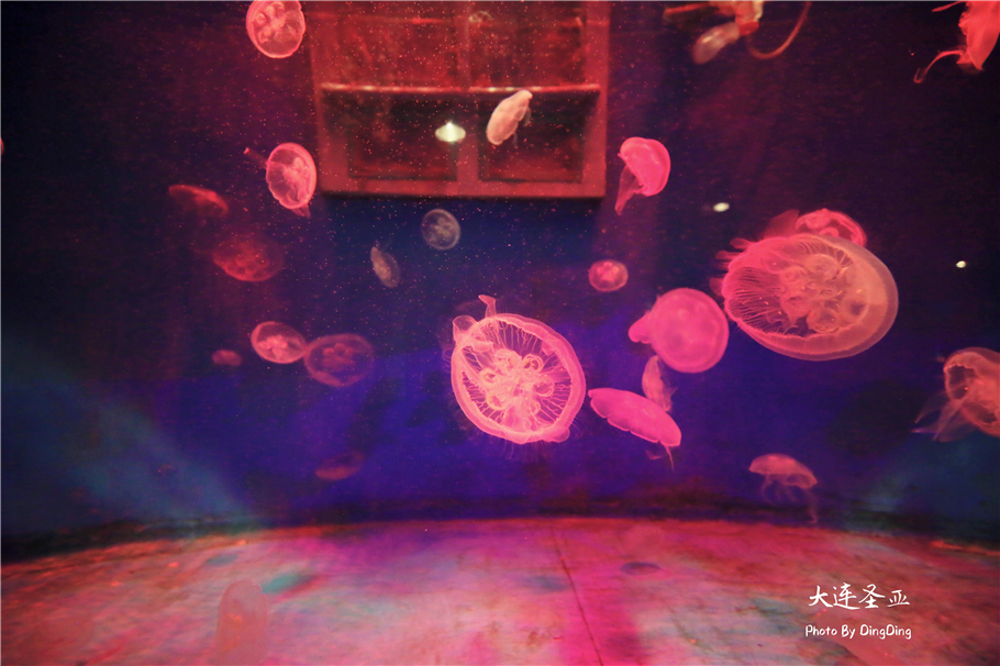 北方明珠活力四射的浪漫之都大连，国内最具特色的海洋世界圣亚