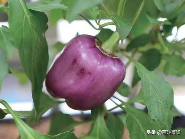 阳台种菜初学者种什么菜,阳台种菜最易种的菜有哪些