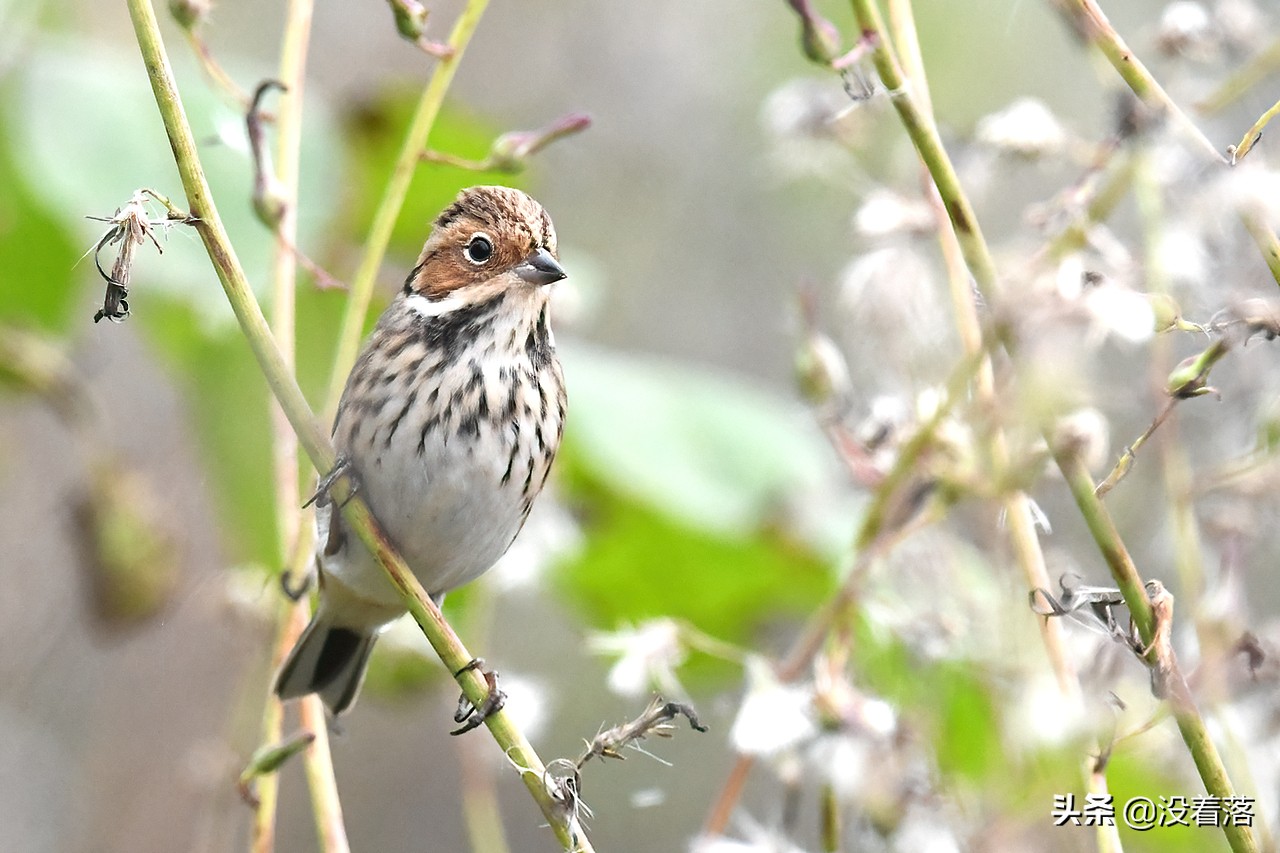 「10.13」北京沙河观鸟日记：收获长尾山椒鸟与中华攀雀