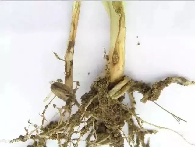 小麦枯萎发黄死苗怎么回事,小麦发黄有死苗什么原因怎样治