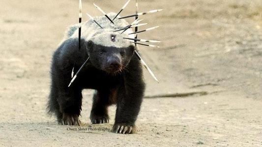 平头哥抓蛇吃辣条,平头哥把毒蛇当辣条吃是真的吗