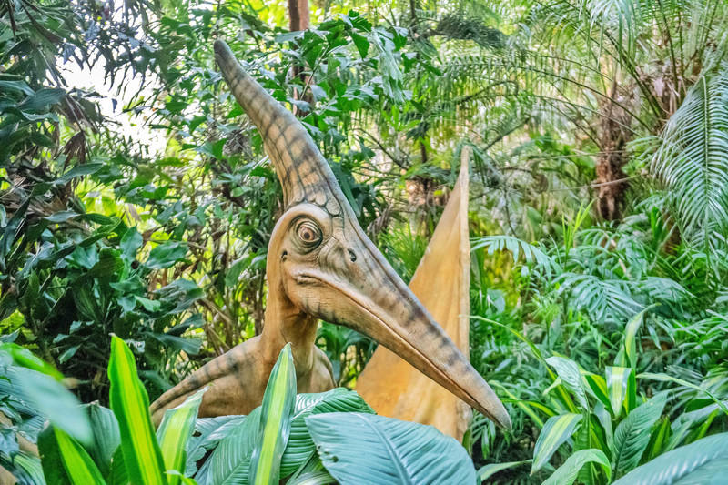 玩转广州长隆野生动物世界之行,广州长隆动物世界游玩攻略图