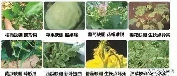 这1种肥促保果、膨果增产、着色好、卖价高?看看果农怎么说