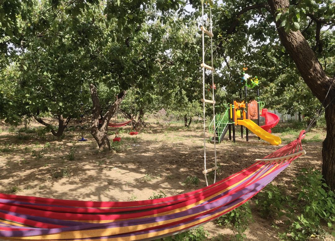 邢台巨鹿红杏迎丰收,巨鹿春意