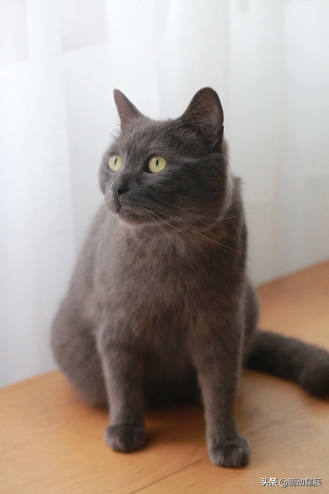 田园猫和品种猫哪个颜值更高,中华田园猫跟哪种品种猫配好看