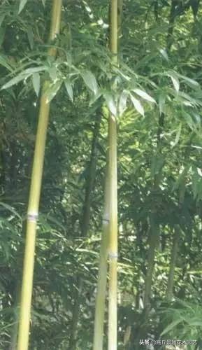 竹子大全,各种竹子大全