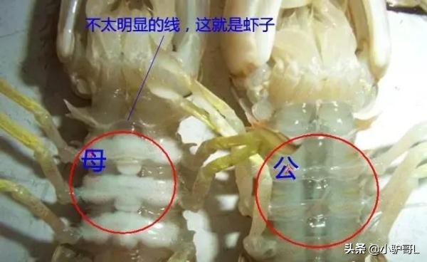 海鲜干货推荐烟台店有哪些,烟台海鲜干货怎么挑