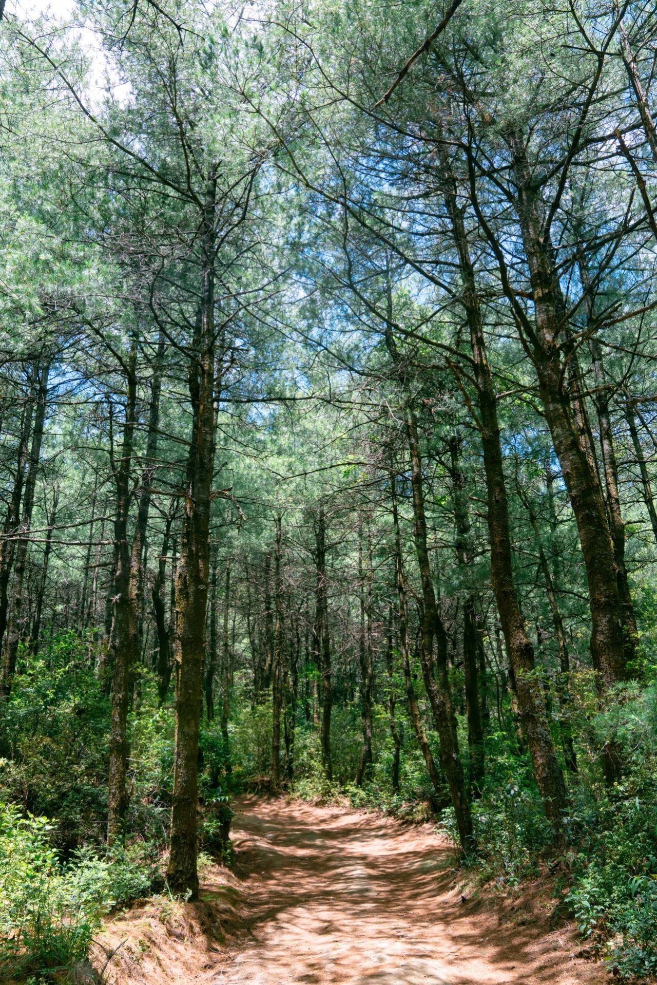 爬了近1个半小时，只为这大理苍山古寺中，孤独又可爱的大橘猫