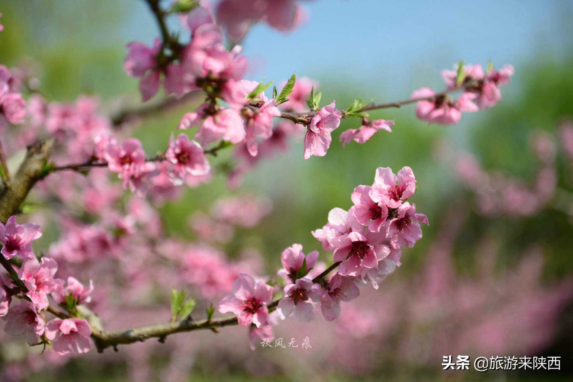 长安区王莽千亩桃园,西安王莽万亩桃花源