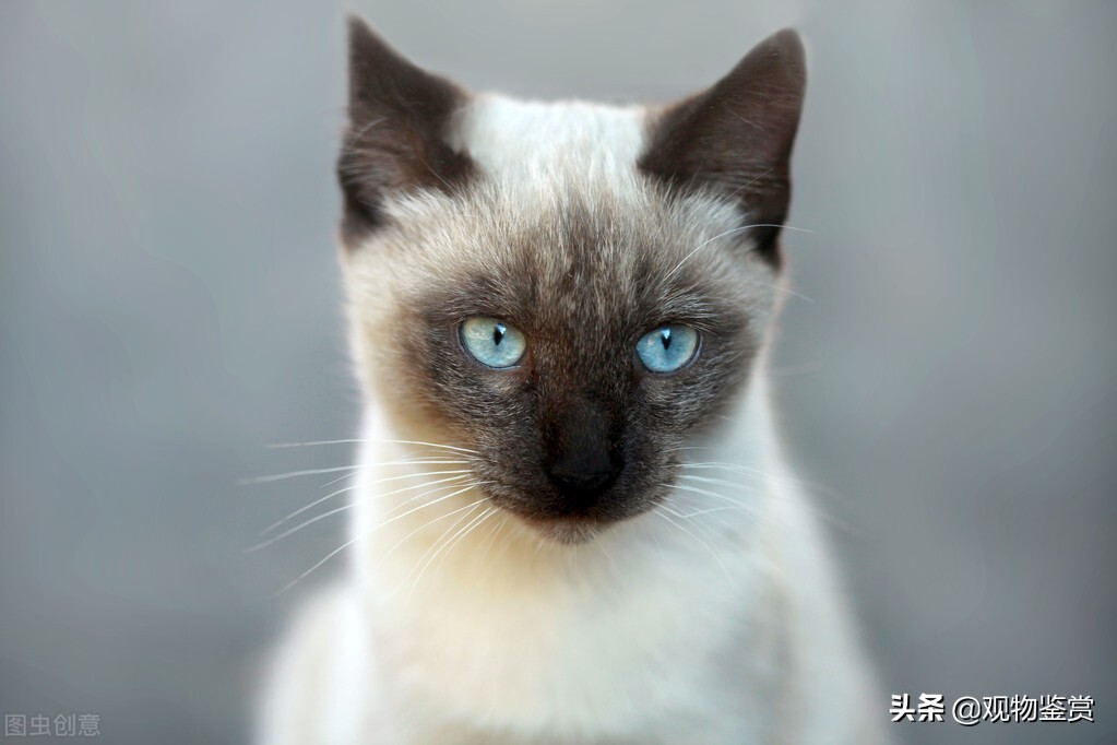 蓝白英短和暹罗猫性格,暹罗猫蓝重点色性格