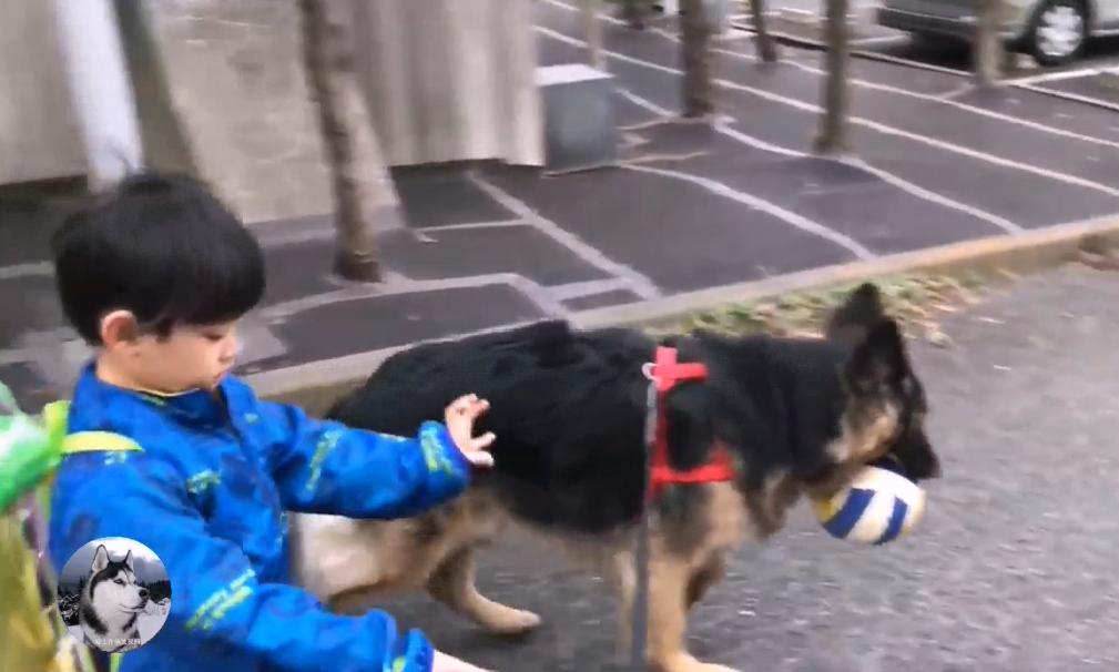 德牧兄弟最新视频,德牧狗5岁了