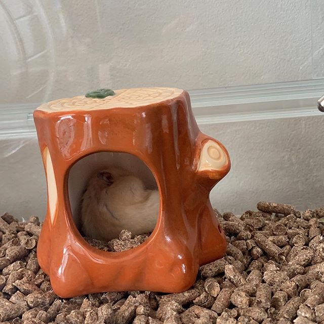 仓鼠渴了喝凉水吗,仓鼠渴了还会口水浴吗