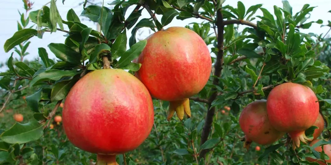 突尼斯软籽石榴适合栽种哪些地方,软籽石榴种植田间管理