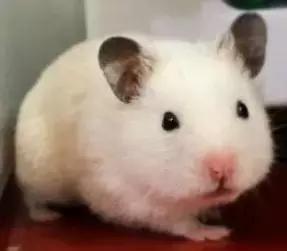 仓鼠种类短毛,仓鼠科普常见仓鼠种类