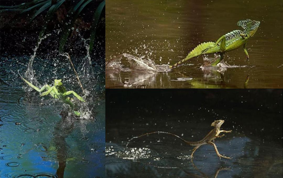 轻功水上漂现实吗,轻功水上漂真的存在吗