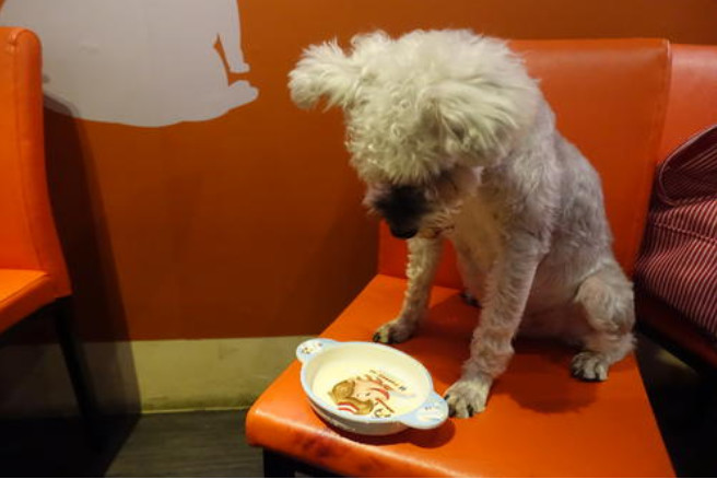 怎么喂食才能保证狗狗健康,狗狗怎么合理喂食和注意事项