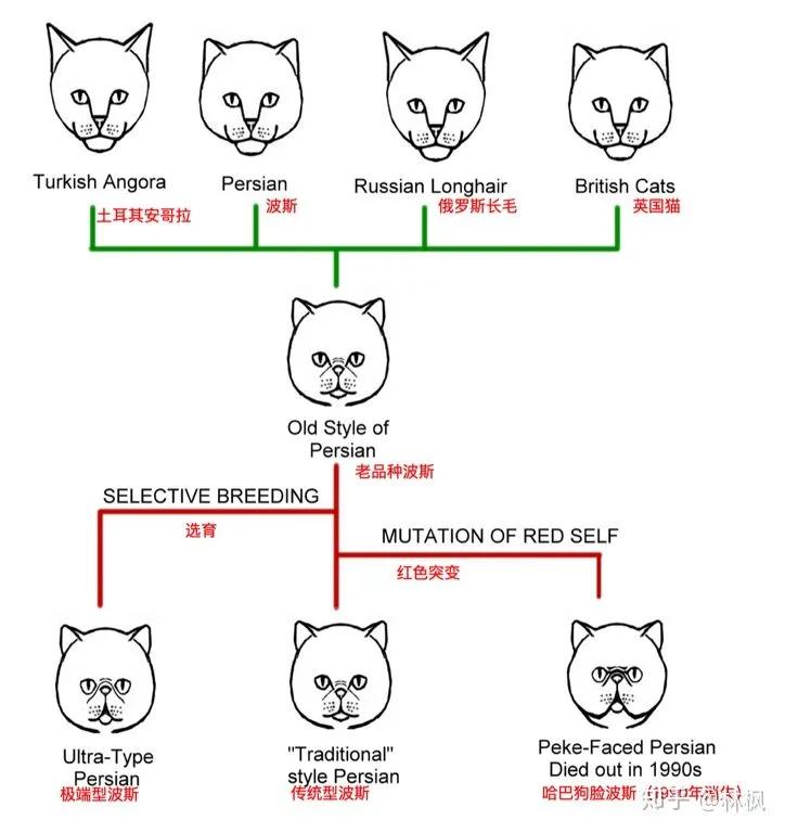 猫咪体型对照表,猫咪体型大全