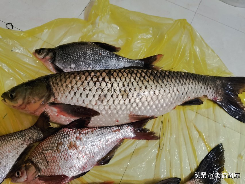 鱼不吃料有哪几种原因,鱼不吃饵最有效的方法