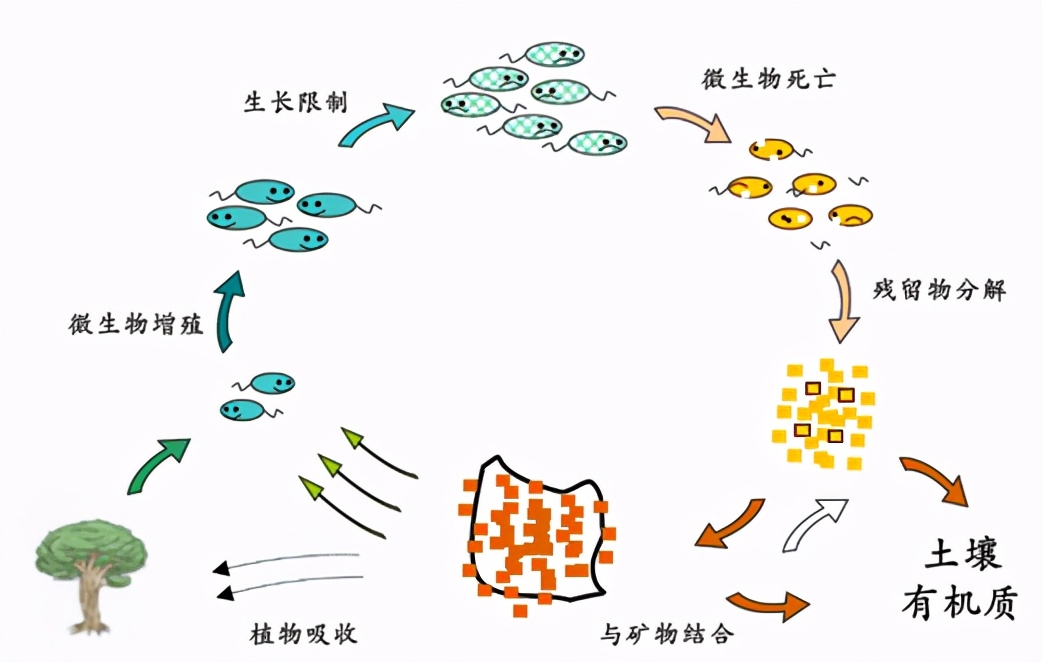 从科学角度来说骨灰是什么,用科学来解释骨灰究竟是什么