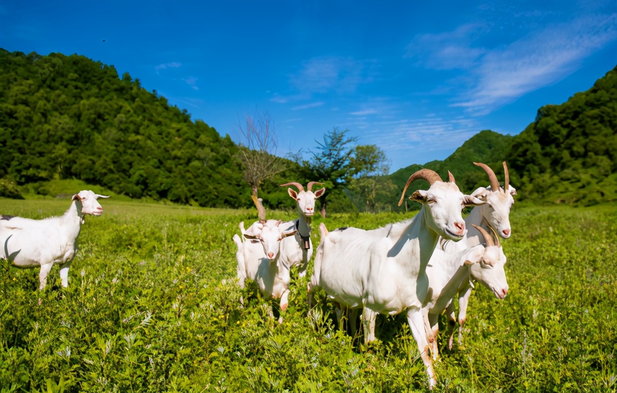 羊奶粉好不好,羊奶粉怎么给宝妈推荐