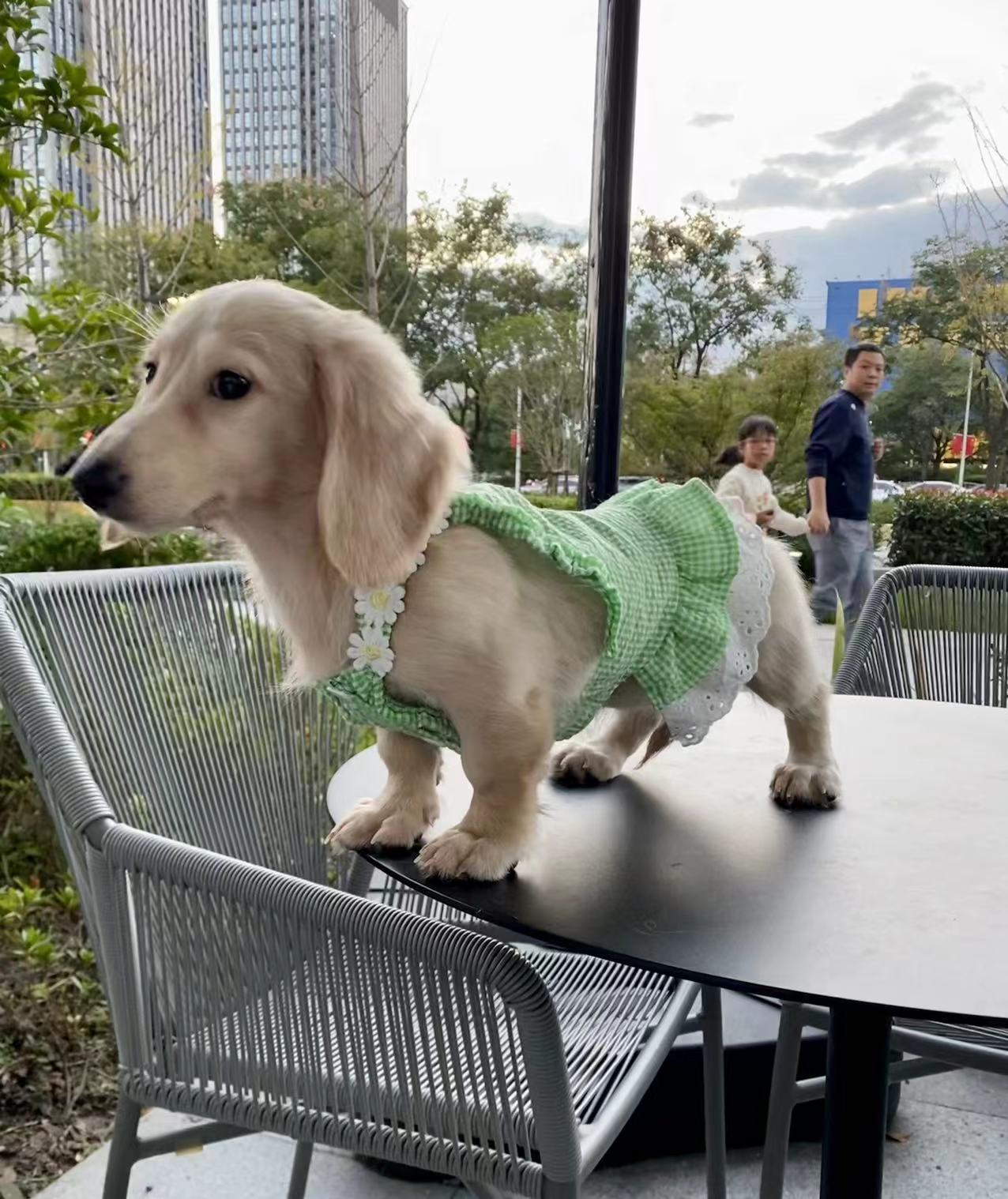 双十一狗粮（犬粮）的选购攻略，主流9款主粮点评