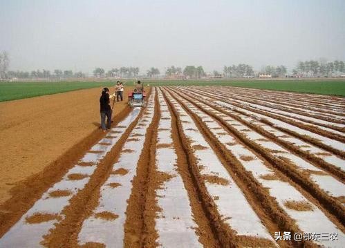 种花生老是被老鼠吃了怎么办,花生用药对下茬种玉米有危害吗