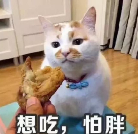 猫咪没病就挑食强行喂,猫咪该怎么喂食更健康
