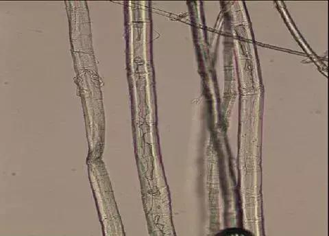 纺织纤维与面料分析介绍,天然纤维面料基础知识大全