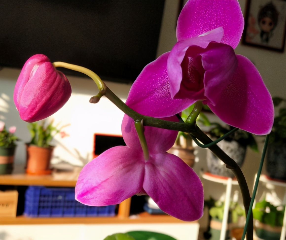 蝴蝶兰为什么花芽长得慢,蝴蝶兰长得不高怎么办