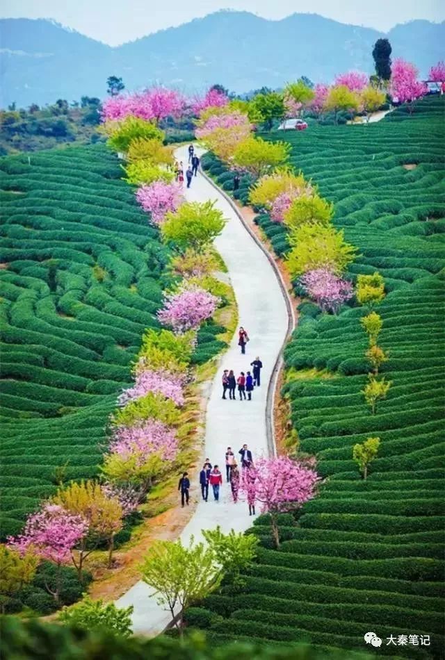 茶旅之路,茶旅最佳治愈方案